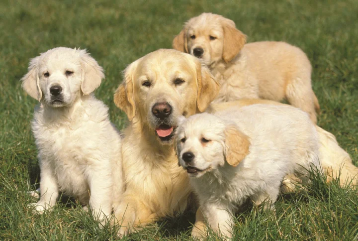 Perchè scegliere il Puppy Starter di Natura Diet?